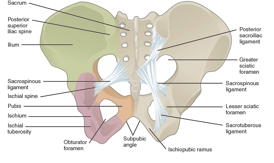 Pelvic Girdle Pain (Pelvic Pain); What is it? And how can you Prevent or  Improve it? - Maternix